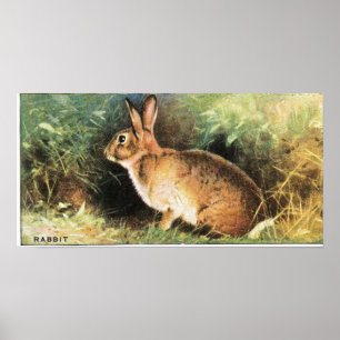Kaninchen-Druck Poster