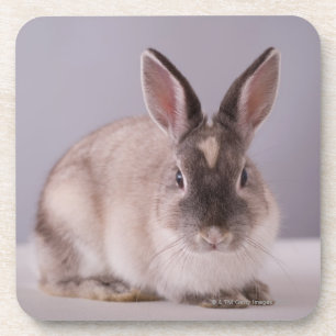 Kaninchen, einfacher Hintergrund, Tier, weiße Untersetzer