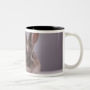 Kaninchen, einfacher Hintergrund, Tier, weiße Zweifarbige Tasse
