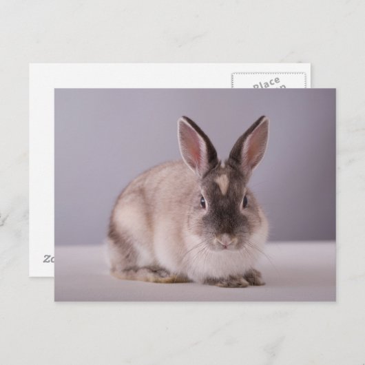 Kaninchen, einfacher Hintergrund, Tier, weißer Tis Postkarte (Vorne/Hinten)