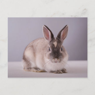 Kaninchen, einfacher Hintergrund, Tier, weißer Tis Postkarte