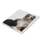 Kaninchen (einjährig) liegend nahe bei einem fliese (Seite)