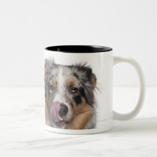 Kaninchen (einjährig) liegend nahe bei einem zweifarbige tasse