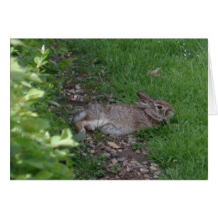 Kaninchen-Entspannung