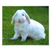 Kaninchen-Foto Fotodruck (Vorne)