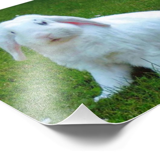 Kaninchen-Foto Fotodruck (Ecke)