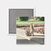 Kaninchen-Foto Ostern Frühling Magnet (Vorderseite/Rückseite)