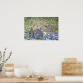 Kaninchen-Foto Poster (Küche)