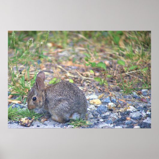Kaninchen-Foto Poster (Vorne)