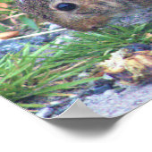 Kaninchen-Foto Poster (Ecke)