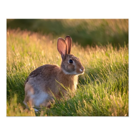 Kaninchen Fotodruck (Vorne)