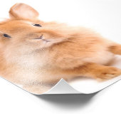 Kaninchen Fotodruck (Ecke)