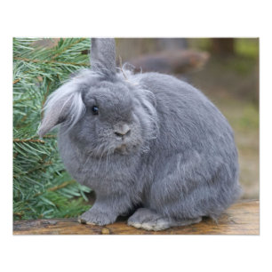 Kaninchen Fotodruck