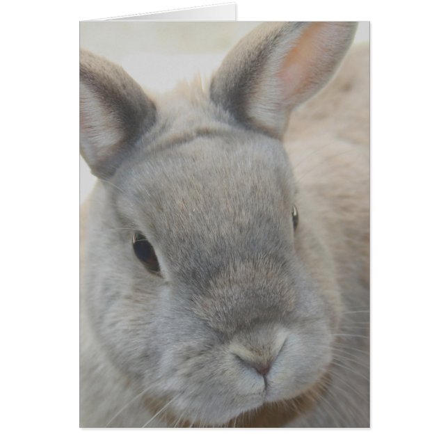 Kaninchen, fotografiert von Tutti (Vorne)