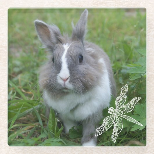 Kaninchen Glasuntersetzer (Vorderseite)