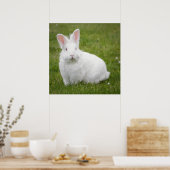 Kaninchen-Hasen-Fotoposter Poster (Küche)