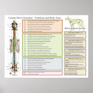 Kaninchen Hunde Spinale Nerven Funktion Veterinärm Poster