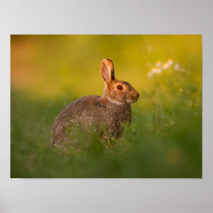 Kaninchen im Abendlicht Poster