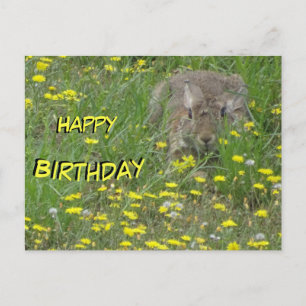 Kaninchen im Feld mit Wildblumen Geburtstagspostka Postkarte
