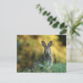 Kaninchen im Gras Postkarte (Stehend Vorderseite)