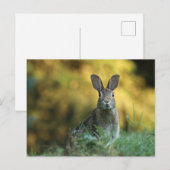 Kaninchen im Gras Postkarte (Vorne/Hinten)