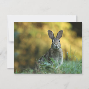Kaninchen im Gras Postkarte