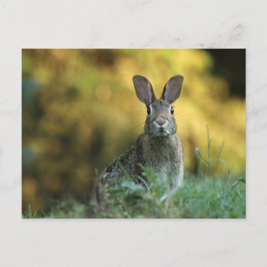 Kaninchen im Gras Postkarte (Vorderseite)