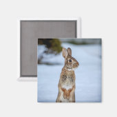 Kaninchen im Schnee Magnet (Vorderseite/Rückseite)