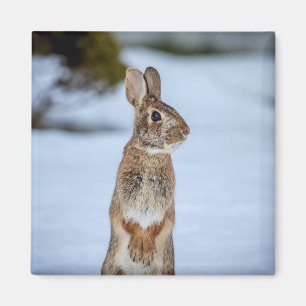 Kaninchen im Schnee Magnet