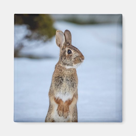 Kaninchen im Schnee Magnet (Vorne)