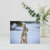 Kaninchen im Schnee Postkarte (Stehend Vorderseite)