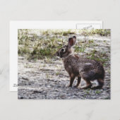 Kaninchen in der Wildnis Postkarte (Vorne/Hinten)