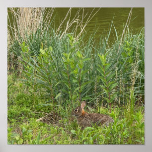 Kaninchen in Grasplakat Poster