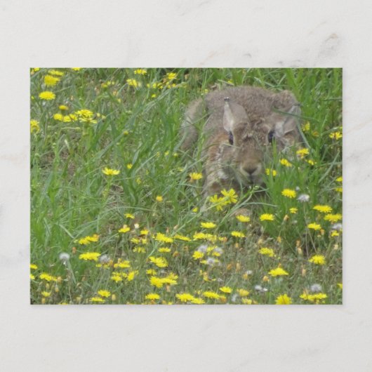 Kaninchen in Wildblumen Postkarte (Vorderseite)