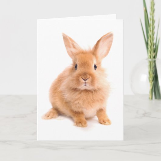 Kaninchen Karte (Vorderseite)