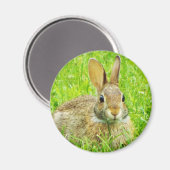 Kaninchen Magnet (Vorderseite/Rückseite)