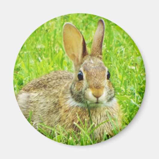 Kaninchen Magnet (Vorne)
