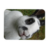 Kaninchen Magnet (Horizontal)