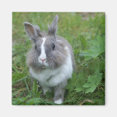 Kaninchen Magnet (Vorne)