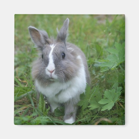 Kaninchen Magnet (Vorne)