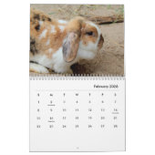 Kaninchen-Mauerkalender Kalender (Feb 2026)