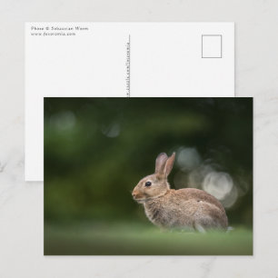 Kaninchen-Naturfoto Postkarte