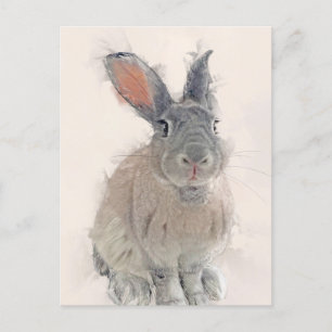 Kaninchen-Portrait Nr. 33 Postkarte