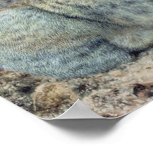 Kaninchen Poster (Ecke)