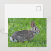 Kaninchen Postkarte (Vorne/Hinten)