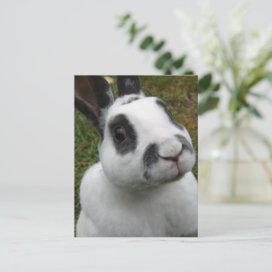 Kaninchen Postkarte (Stehend Vorderseite)