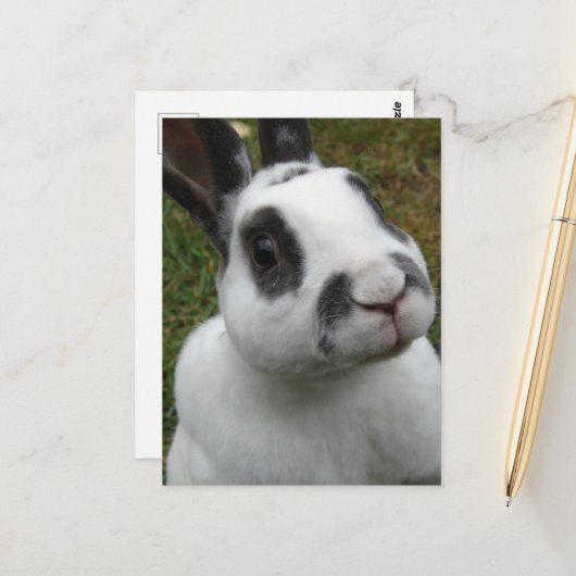 Kaninchen Postkarte (Vorderseite/Rückseite Beispiel)