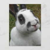 Kaninchen Postkarte (Vorderseite)