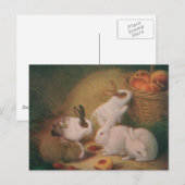 Kaninchen Postkarte (Vorne/Hinten)