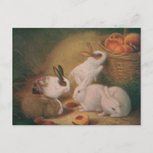 Kaninchen Postkarte